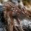 (Video) Man Notices Newborn Fawn on Beach, Then Captures a Precious Moment as She Learns to Walk to Her Mom