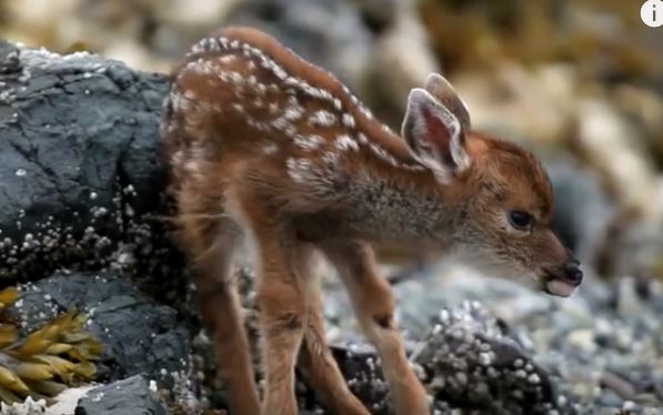 New Born Deer