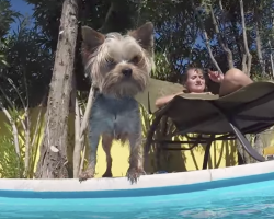 (Video) Swimming Yorkie Has a Blast in the Pool and We Love Watching Him
