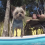 (Video) Swimming Yorkie Has a Blast in the Pool and We Love Watching Him