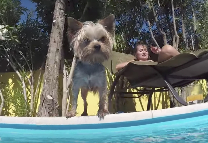 yorkie about to jump in pool