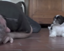 (Video) Man Drops to the Floor Next to His Small Puppy. Get Ready to See Their Amazing Interaction