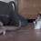 (Video) Man Drops to the Floor Next to His Small Puppy. Get Ready to See Their Amazing Interaction