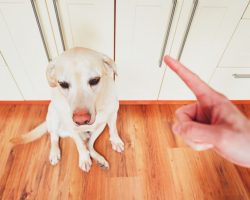 The Best Type of Home Flooring to Select for a Dog