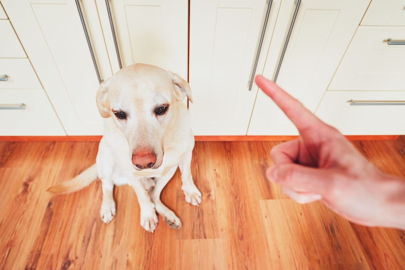 dog on hardwood