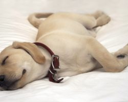 Unmasking the Truth as to Why a Dog Needs so Much Sleep