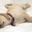 Unmasking the Truth as to Why a Dog Needs so Much Sleep