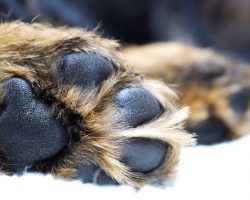 Why a Dog’s Feet May be Smelling Like Fritos