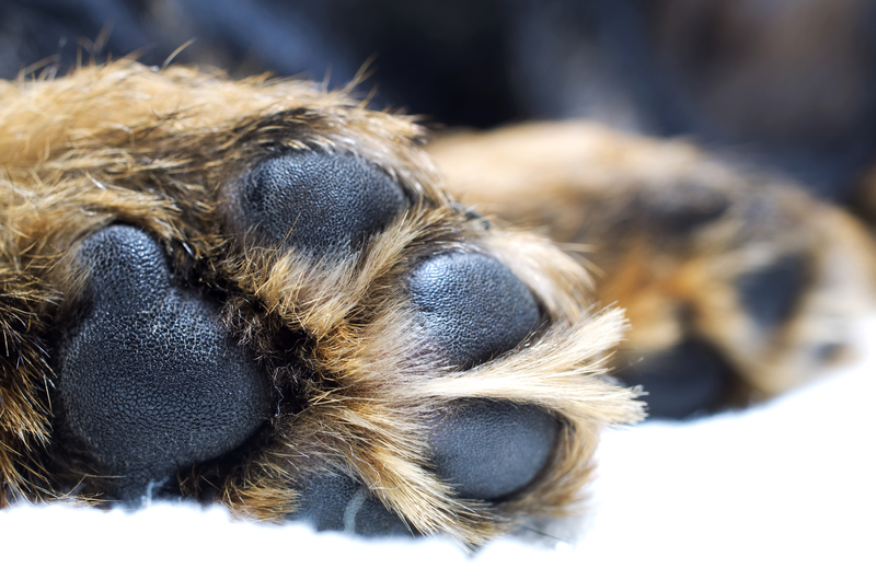 dog paws