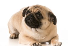 6 Common Pug Genetic Issues That Owners Should Educate Themselves About Right Away