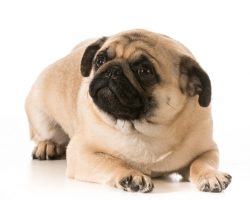 6 Common Pug Genetic Issues That Owners Should Educate Themselves About Right Away
