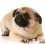 6 Common Pug Genetic Issues That Owners Should Educate Themselves About Right Away