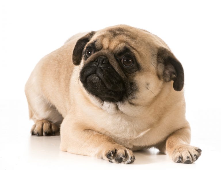 6 Common Pug Issues That Owners Should Educate Themselves About