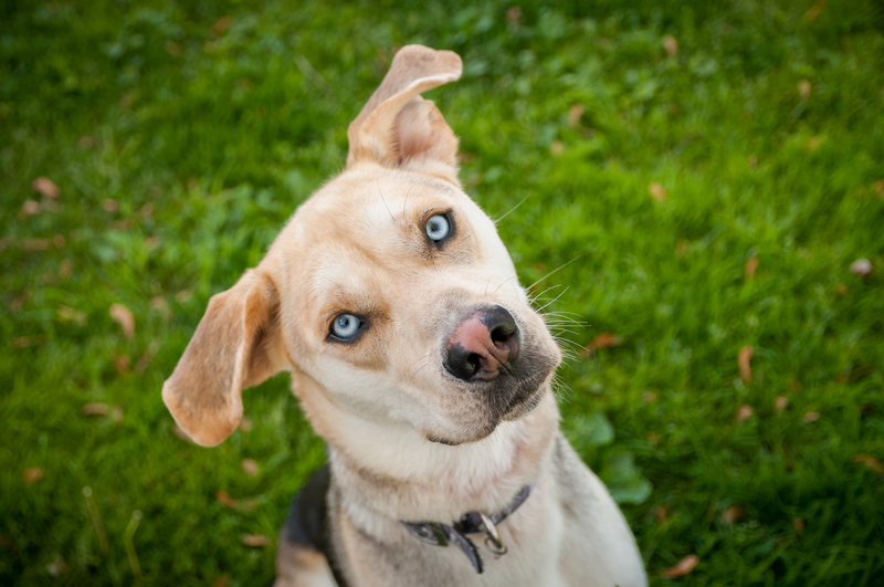 dog with blue eyes looking up