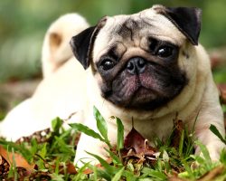 Why the British Veterinary Association is Warning Dog Owners to Stop Buying Pugs and Bulldogs