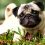 Common Skin Conditions in Pugs Pet Parents Should Learn More About