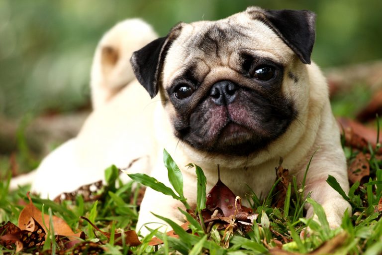 Common Skin Conditions in Pugs Pet Parents Should Learn More About