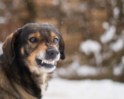 Important Aspects We Must Understand About Dog Growling