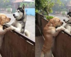 Dogs Separated by Fences Form the Most Beautiful Friendship