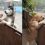 Dogs Separated by Fences Form the Most Beautiful Friendship