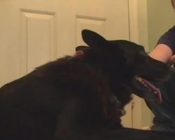 (Video) Lost Dog Suddenly Returns Home While TV Station is Interviewing Family