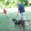 (Video) Veteran’s Life is Forever Changed by His Service Dog, Merrick