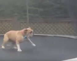 (Video) Mudd the English Bulldog is Absolutely in LOVE With His Trampoline