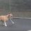 (Video) Mudd the English Bulldog is Absolutely in LOVE With His Trampoline