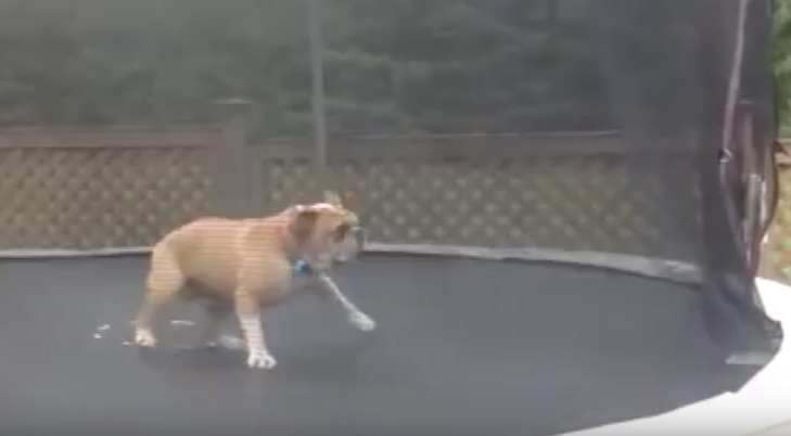 mudd on trampoline