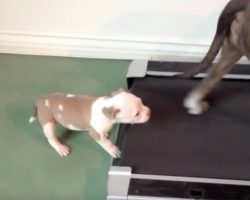 (Video) Adorable Puppy Gives it His ALL in Hopes of Conquering the Treadmill
