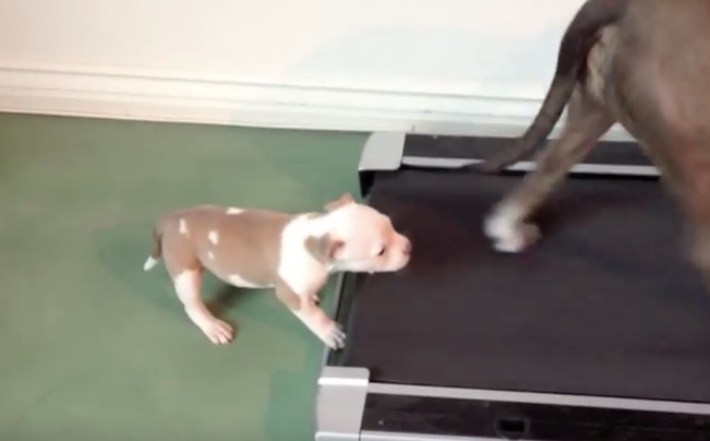 pit treadmill