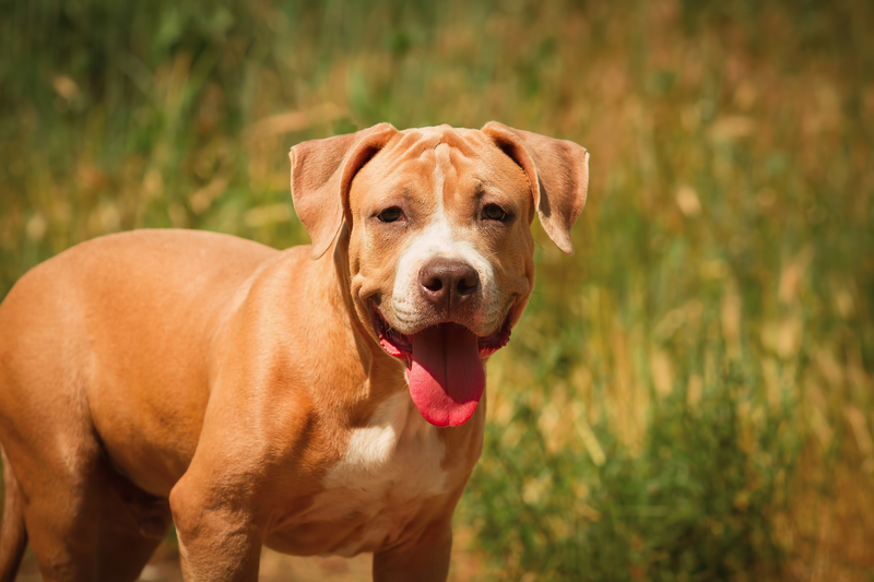 pitbull puppy