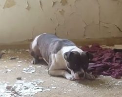 (Video) Rescuers Put Their Lives in Danger to Save Puppies From a Crumbling, Old Abandoned Building.