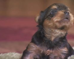 (Video) Tiny Pup Hears a Potential Intruder and Knows Just What to Do