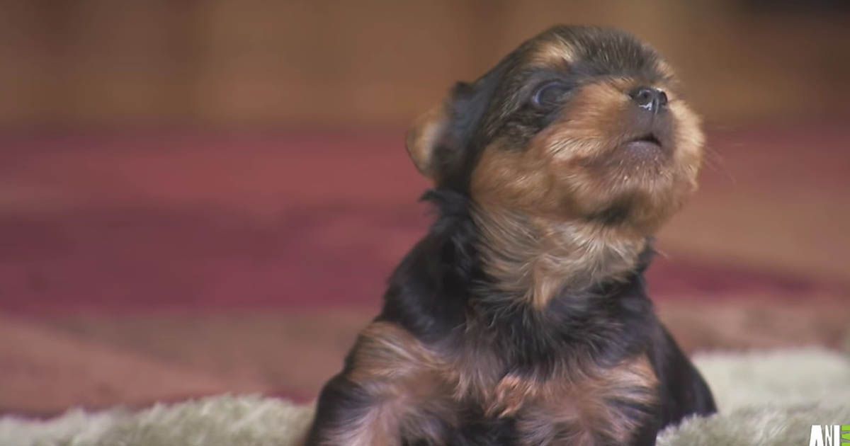 terrier puppy