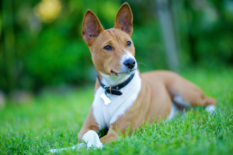 Basenji