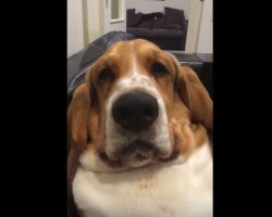 (Video) Grumpy Basset Hound Wants Attention So Badly He Does THIS