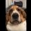 (Video) Grumpy Basset Hound Wants Attention So Badly He Does THIS