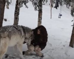 (Video) Alone in the Forest She Sees a Huge Wolf, Then She Looks Into His Eyes and Gets Close to His Face