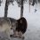 (Video) Alone in the Forest She Sees a Huge Wolf, Then She Looks Into His Eyes and Gets Close to His Face