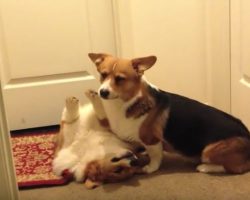 (Video) World’s Laziest Corgi Fight Has Us in Stitches