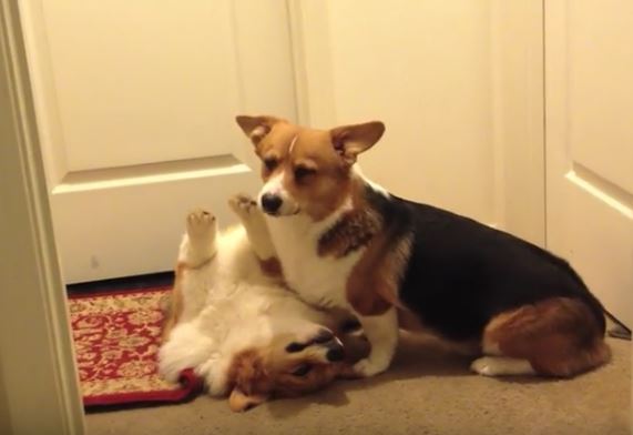 Lazy Corgi Fight