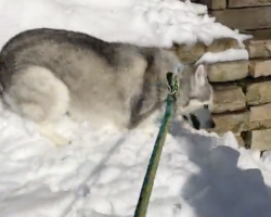 (Video) Happy Husky is Delighted to Encounter Snow During the Summer
