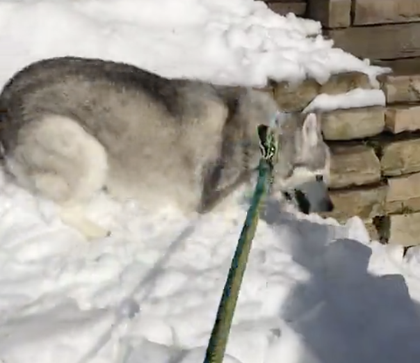 happy husky