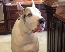 (Video) Dinner is Late, and This Great Dane is Not Thrilled About It