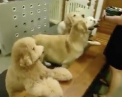 (Video) Mom is Getting Dinner Ready for Her Pups, Then Sees What They’re up to in the Background