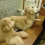 (Video) Mom is Getting Dinner Ready for Her Pups, Then Sees What They’re up to in the Background