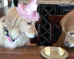 (Video) Golden Retriever Sneakily Steals His Sister’s Birthday Pupcake