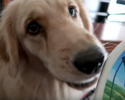 (Video) Sweet Service Dog Makes Hilarious Mistake When Asked to Bring Water to Her Mom