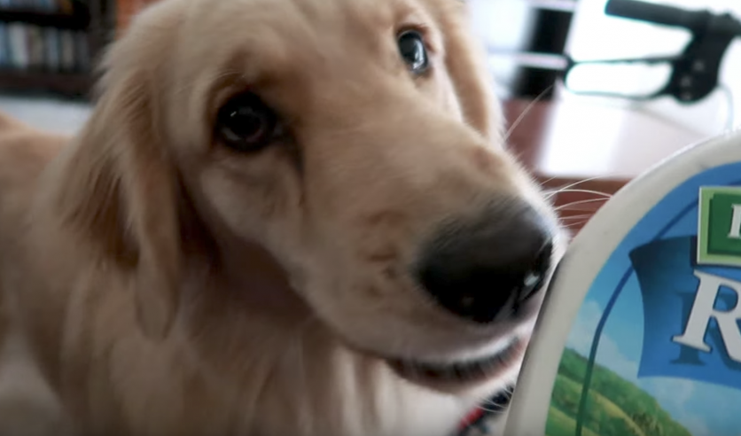 service dog bringing ranch